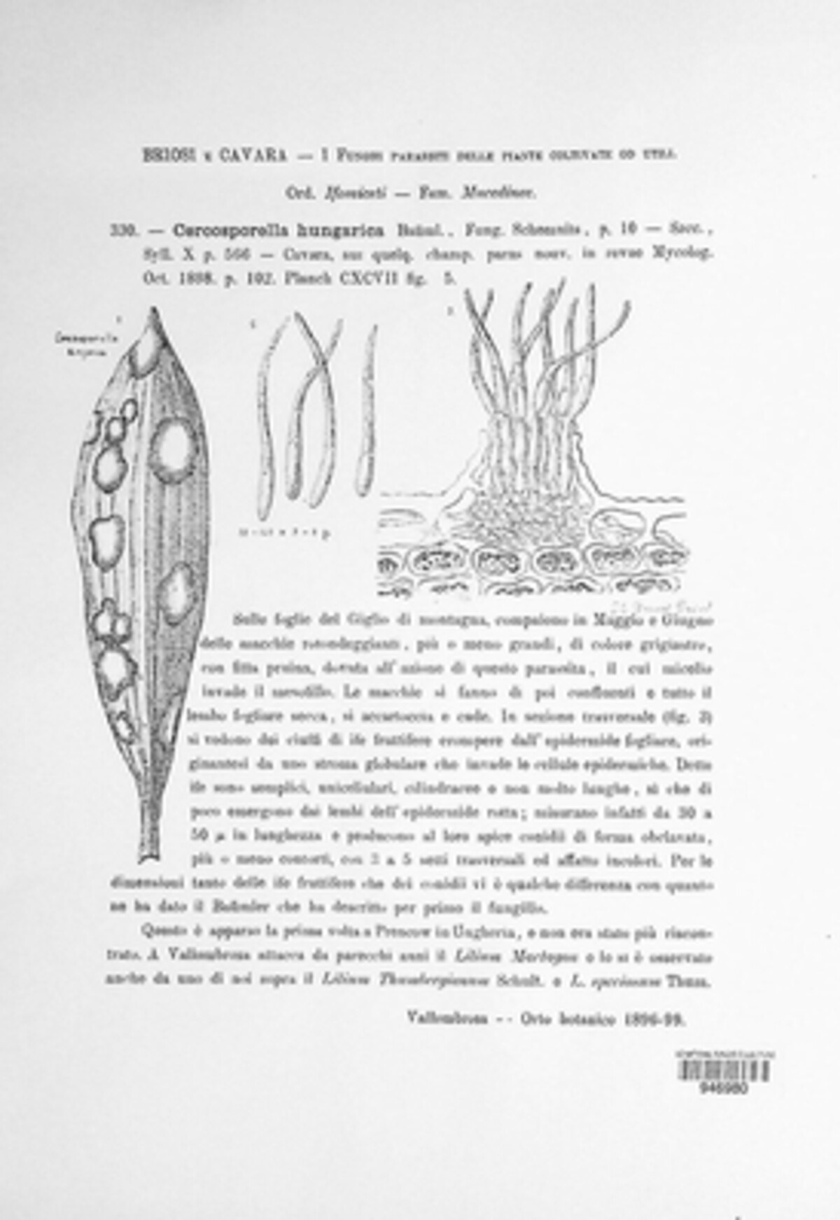 Pseudocercosporella hungarica image